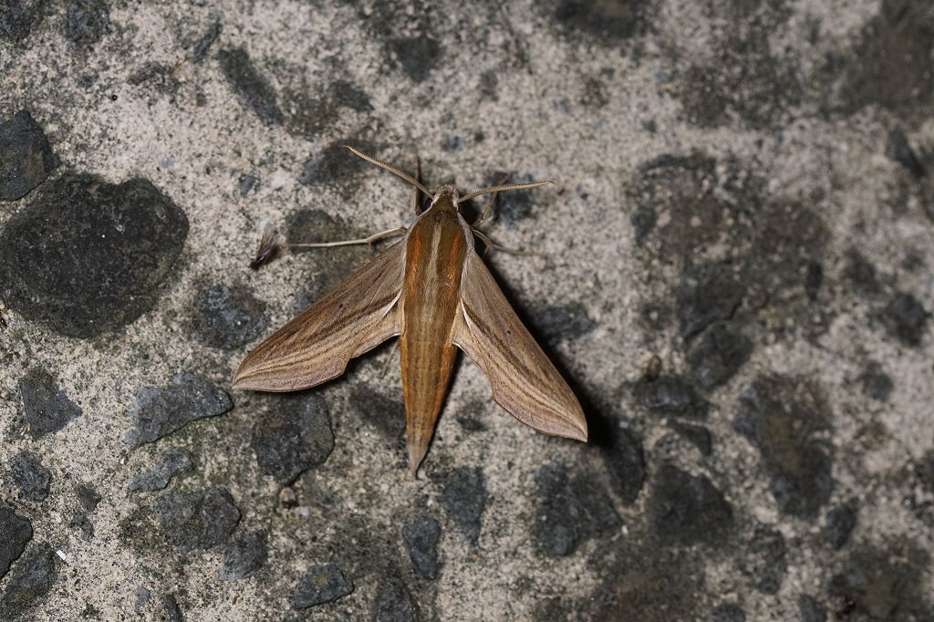 kosuzume854.jpg