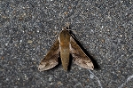 misujibiroudosuzume319_s.jpg