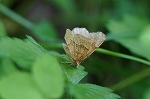 atobosiedasyaku155m_s.jpg