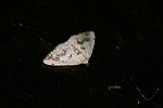 barasiroedasyaku146_s.jpg