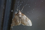 futatennakajironamisyaku050m_s.jpg