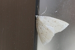 hasuobiedasyaku086_s.jpg