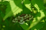 himemadaraedasyaku024m_s.jpg