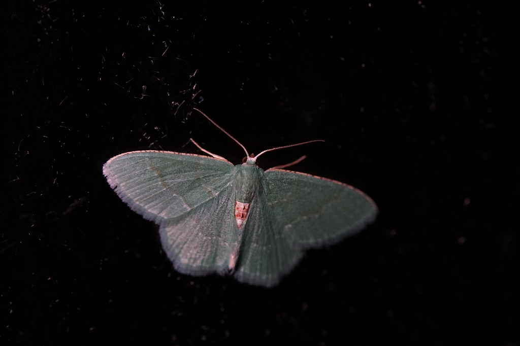 hosobaharaakaaosyaku158.jpg