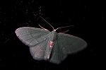 hosobaharaakaaosyaku173_s.jpg