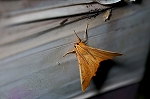 kiribaedasyaku010m_s.jpg