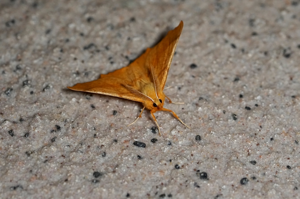 kiribaedasyaku065m.jpg