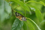 kisitaedasyaku125_s.jpg