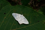 kogatatubameedasyaku286_s.jpg