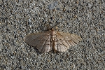 kurokumoedasyaku014m_s.jpg