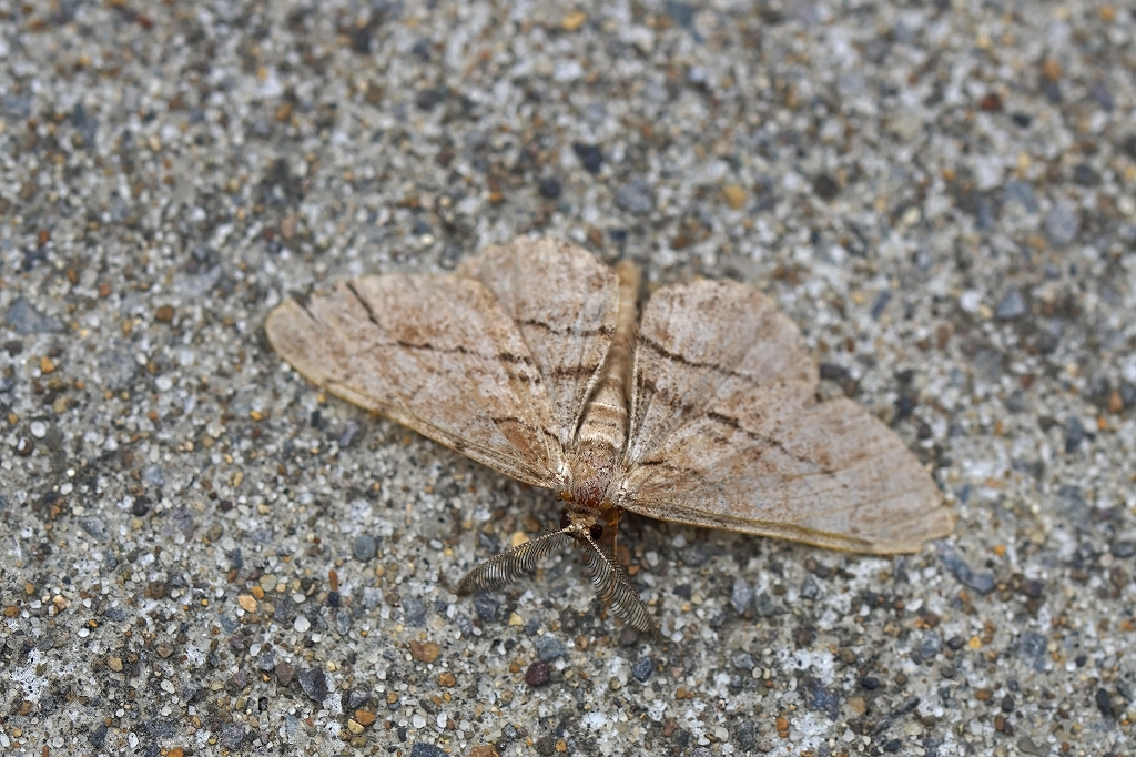 kurokumoedasyaku043m.jpg