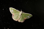 kuromonaosyaku750_s.jpg
