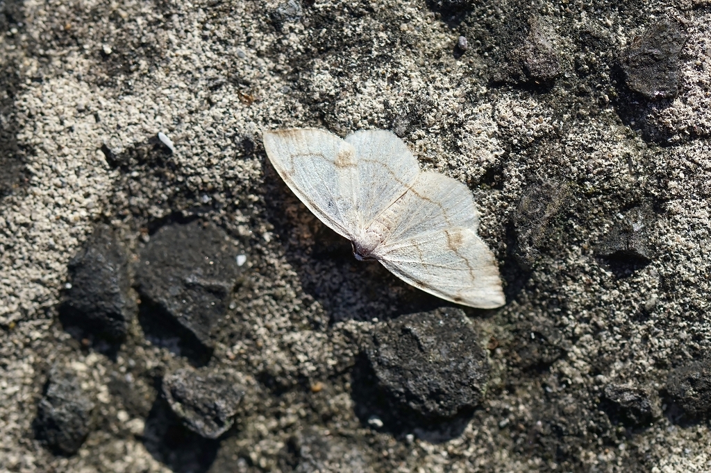 kurozuusukiedasyaku039m.jpg
