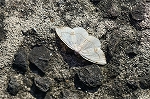 kurozuusukiedasyaku039m_s.jpg