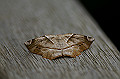 momijitumakiriedasyaku041_s.jpg