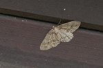 namisujiedasyaku098m_s.jpg