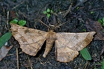 oonokomeedasyaku031m_s.jpg