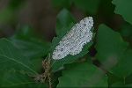 ootobisujiedasyaku085m_s.jpg