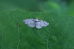 rurimonedasyaku127m_s.jpg