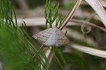 sidaedasyaku019m_s.jpg