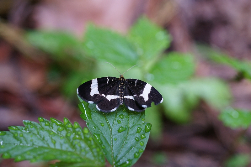 siroobikuronamisyaku032.jpg