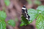 siroobikuronamisyaku033_s.jpg
