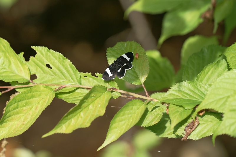 siroobikuronamisyaku047m.jpg