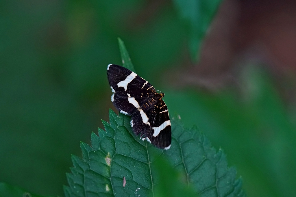 siroobikuronamisyaku142m.jpg