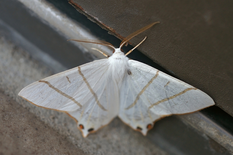 sirotubameedasyaku044m.jpg