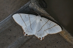 sirotubameedasyaku075m_s.jpg