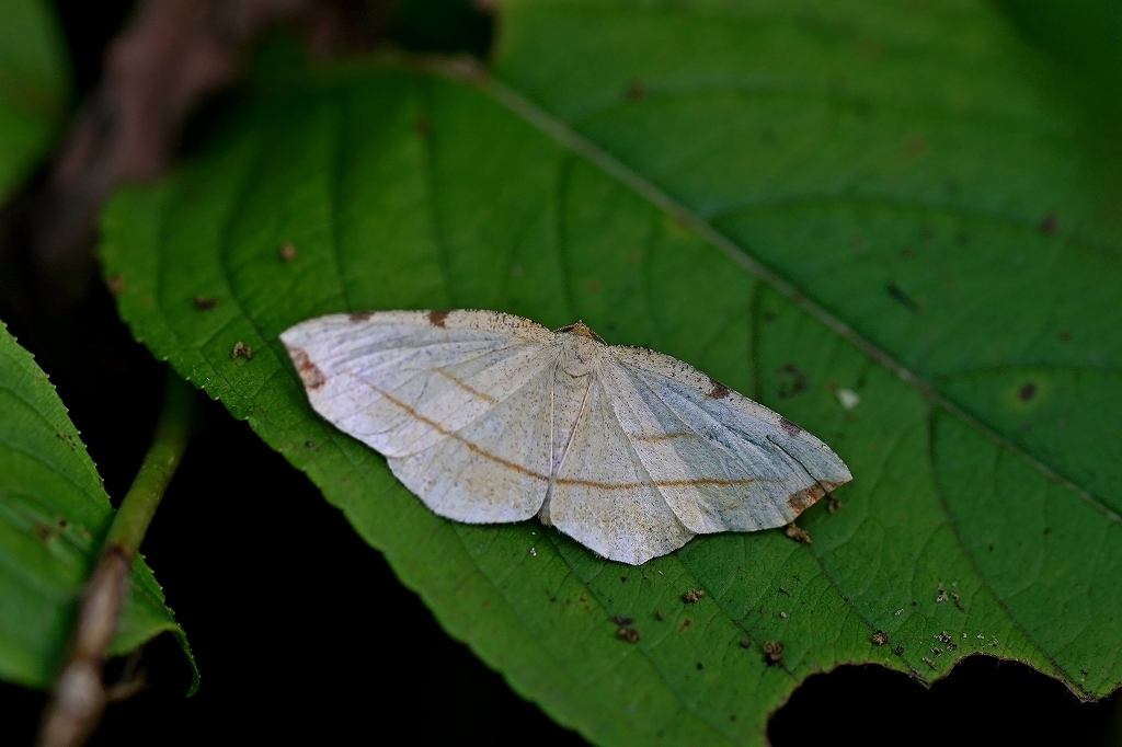 tumatobisiroedasyaku181m.jpg