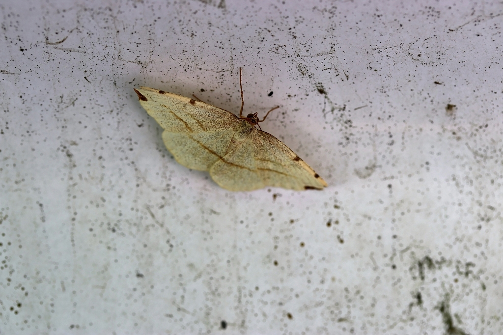 tumatobisiroedasyaku183m.jpg