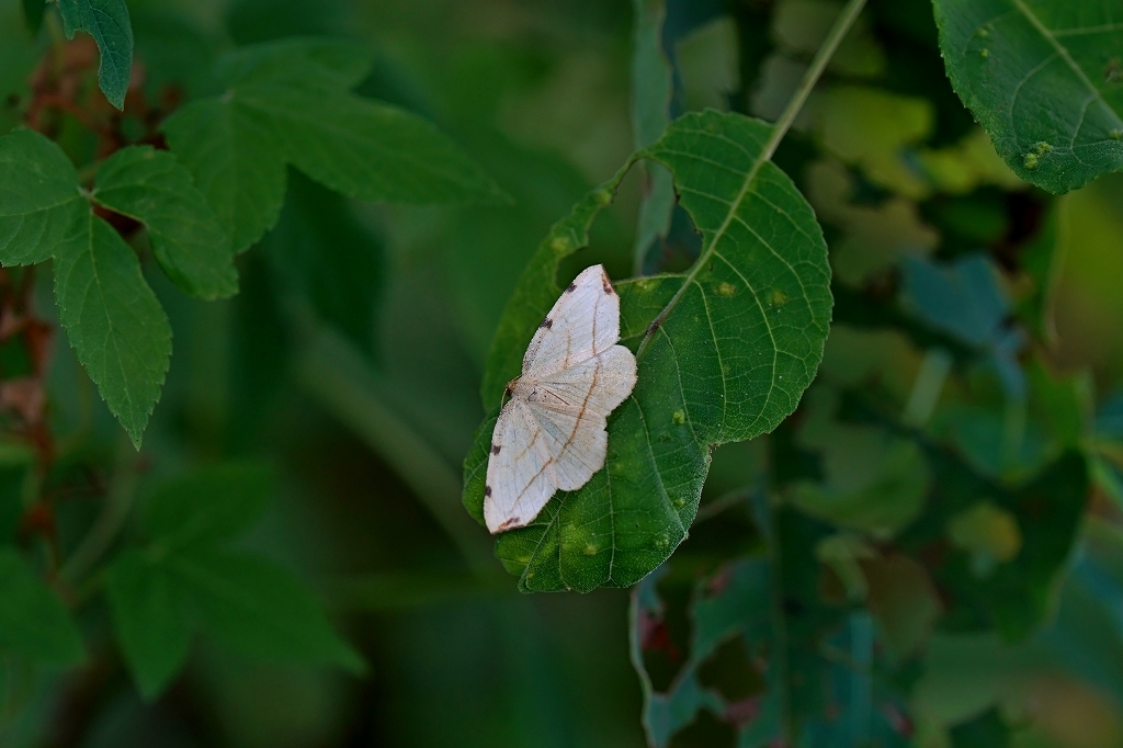 tumatobisiroedasyaku359m.jpg