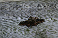 tyanounmonedasyaku040_s.jpg