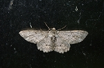 usubakiedasyaku892_s.jpg