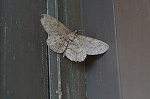 usubamisujiedasyaku066_s.jpg