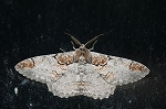 usuiroooedasyaku225_s.jpg