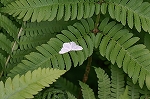 usuobisiroedasyaku129m_s.jpg