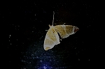 usutobimonnamisyaku284m_s.jpg