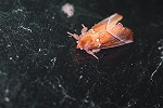 akasyatihoko227_s.jpg