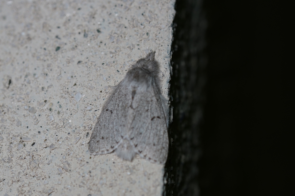 baibarasirosyatihoko082m.jpg