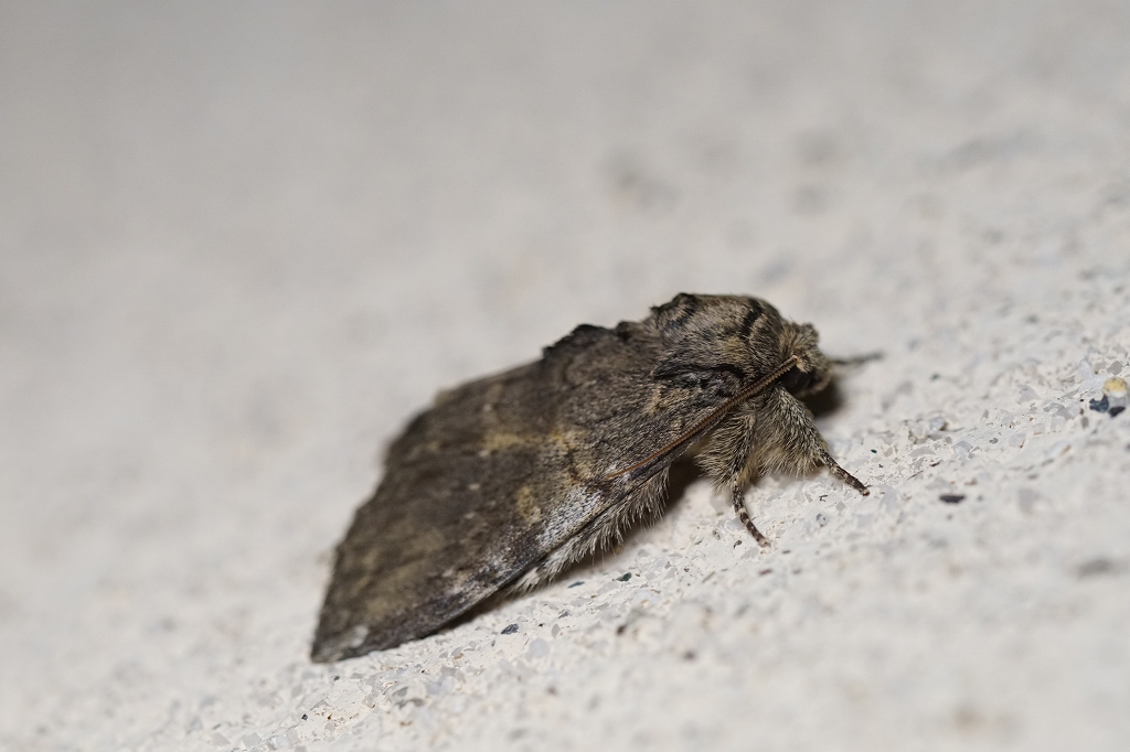 rurimonsytihoko678.jpg