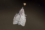sirosyatihoko064m_s.jpg