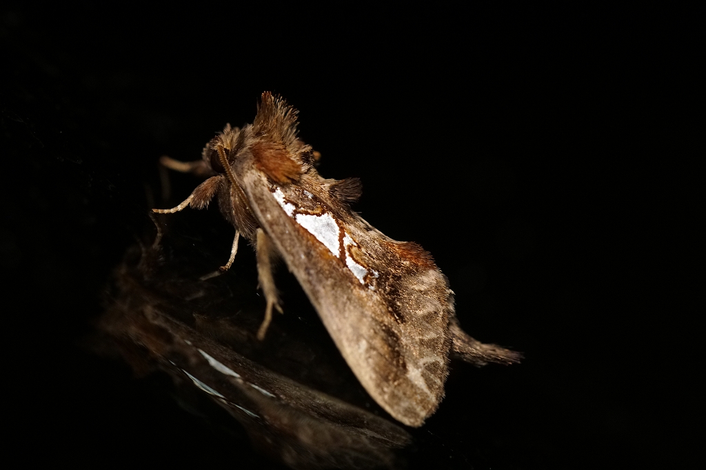 usuiroginmonsyatihoko511.jpg