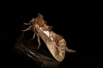 usuiroginmonsyatihoko511_s.jpg