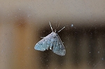 himehanadakanomeiga117m_s.jpg