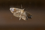 kuroobinomeiga222_s.jpg