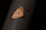maeusumonkinomeiga116_s.jpg