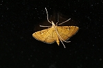 mitutennomeiga073m_s.jpg
