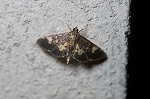 oomonsirorurinomeiga473_s.jpg